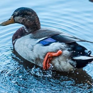 Mallard Photo